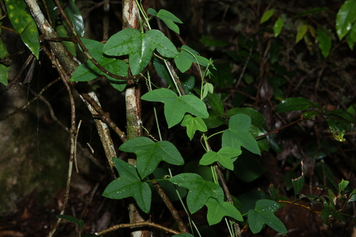 Herbert's Passionfruit (Passiflora herbertiana)