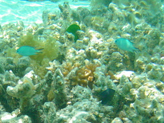 Acanthochromis polyacanthus