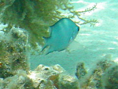 Acanthochromis polyacanthus