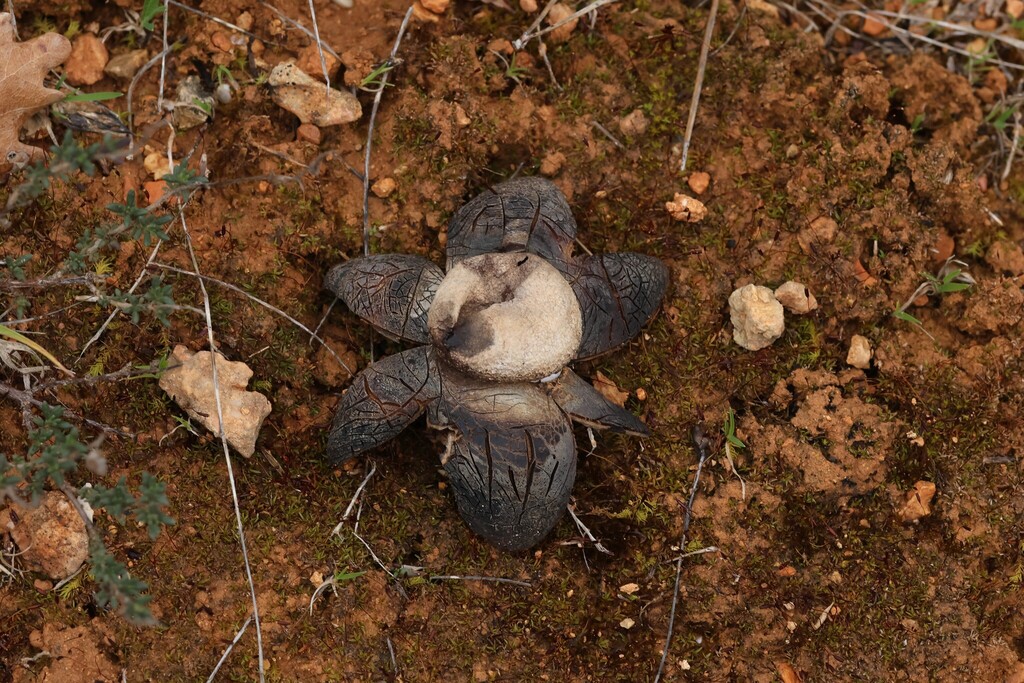 Astraeus hygrometricus · March 2026 · photo: © antoine2684 (iNaturalist, CC)