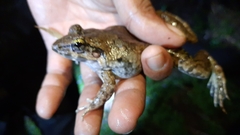 Limnonectes macrodon