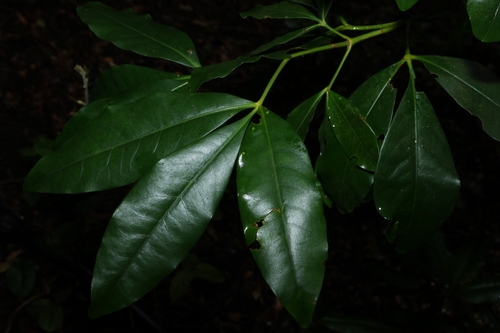 Yellow Satinheart (Acradenia euodiiformis)