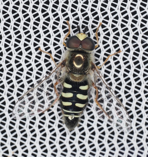 Unknown species found near Cleveland, Oklahoma, United States