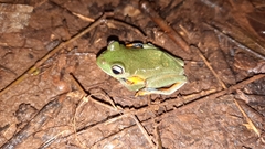 Rhacophorus reinwardtii