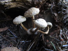 Mycena nivicola