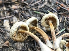 Mycena nivicola