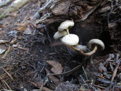 Mycena nivicola