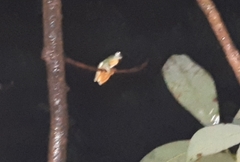 Rhacophorus reinwardtii