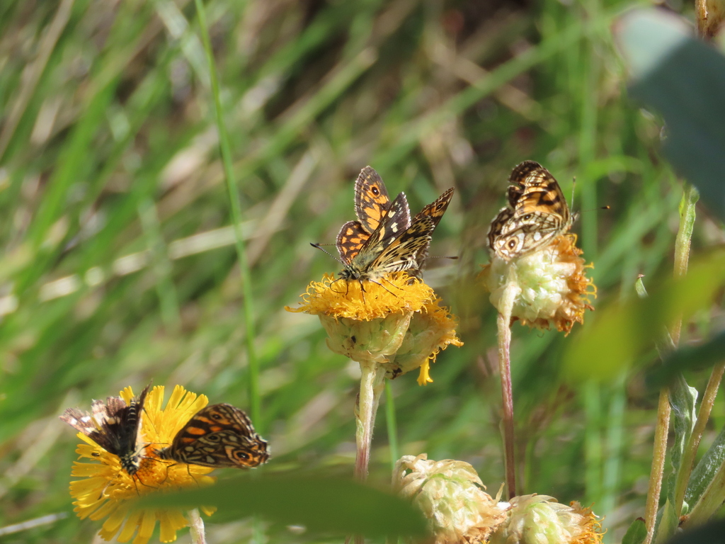 Alpine Sedge-skipper from Rainbow Lake Track, Wilsons Valley NSW ...