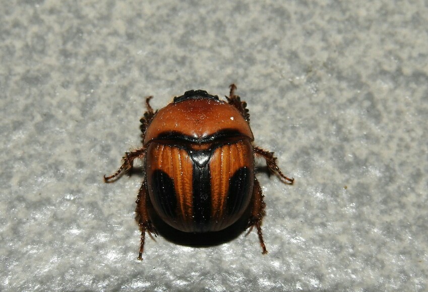 Bolbocerosoma mexicanum