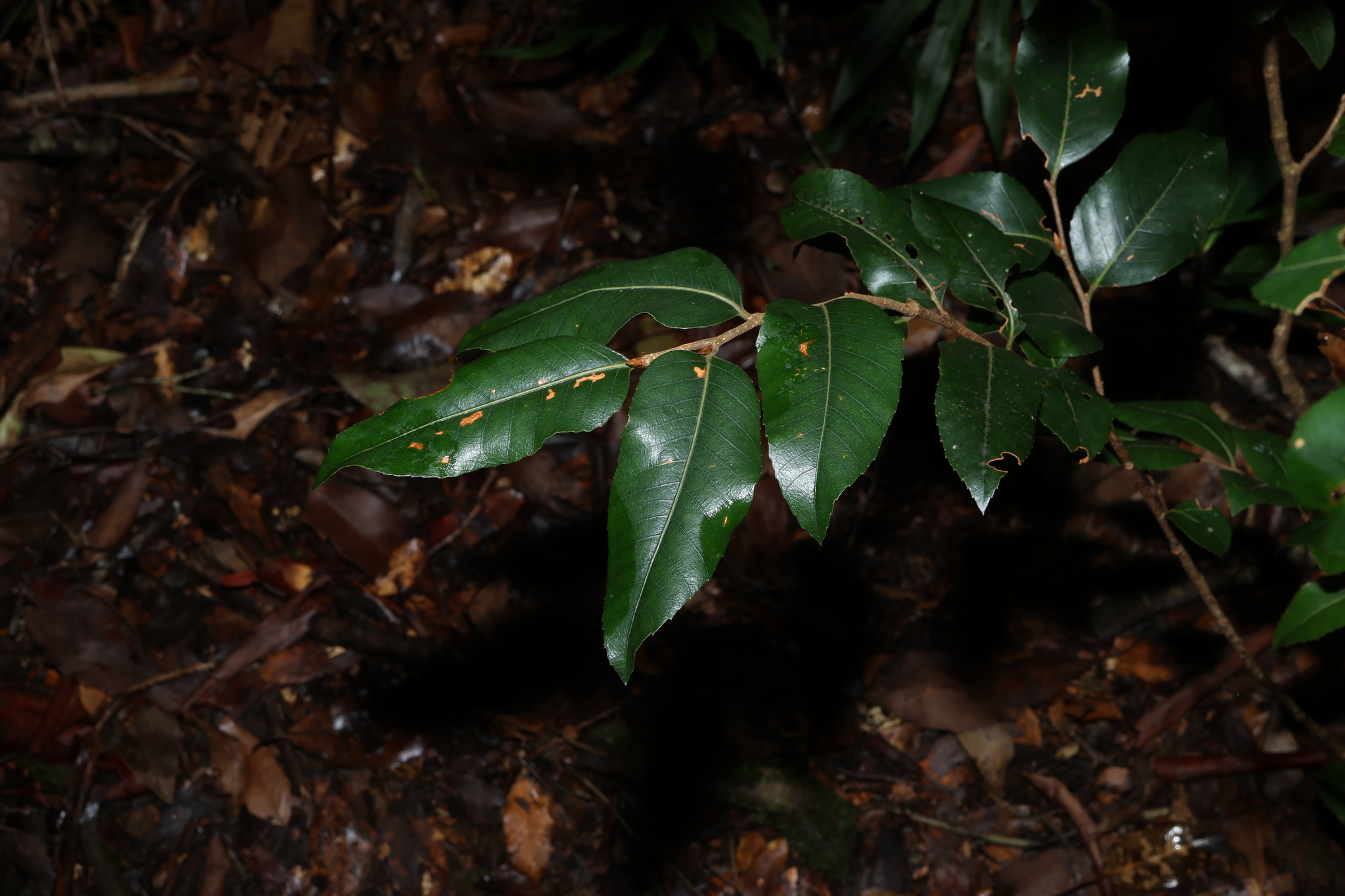 Antarctic Beech (Nothofagus moorei)