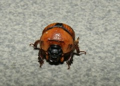 Bolbocerosoma mexicanum