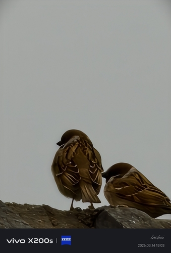 Eurasian Tree Sparrow