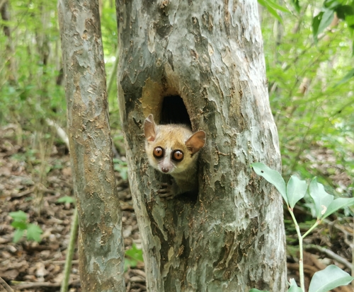 ハイイロネズミキツネザル