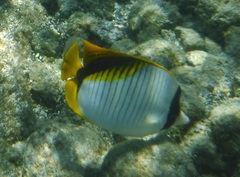 Chaetodon lineolatus