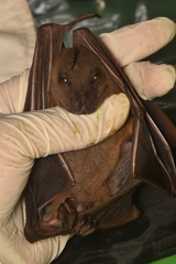 Cynopterus titthaecheilus