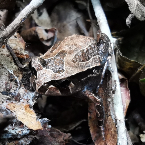 Antsouhy Tomato Frog, Dyscophus insularis