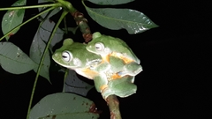 Rhacophorus reinwardtii