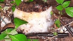 Rhacophorus reinwardtii