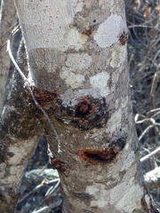 Robinsonella cordata