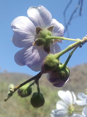 Robinsonella cordata