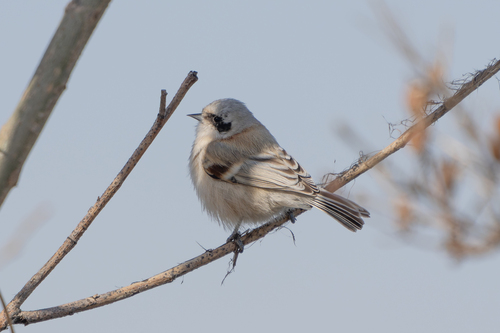 White-crowned Penduline Tit (Remiz coronatus)