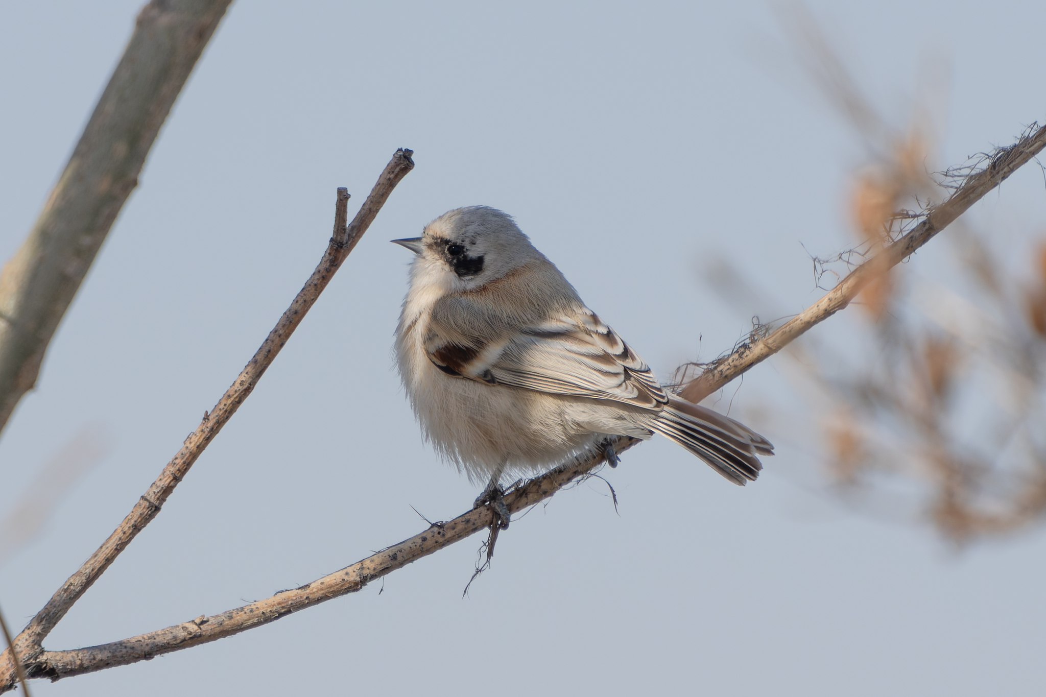 White-crowned Penduline Tit (Remiz coronatus), photo 1