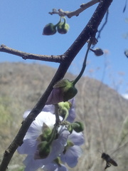 Robinsonella cordata