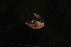 Macroglossus minimus