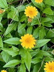 Sphagneticola trilobata