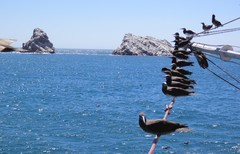 Sula leucogaster brewsteri