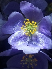 Robinsonella cordata