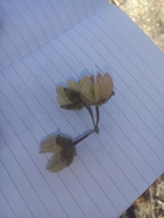 Robinsonella cordata