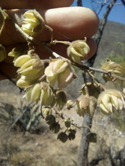 Robinsonella cordata