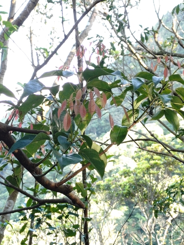 Meliosma squamulata, photograph 2