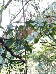 Meliosma squamulata, photograph (c) Rick Chou, some rights reserved (CC BY)