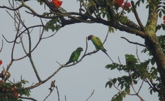 Psittacula longicauda