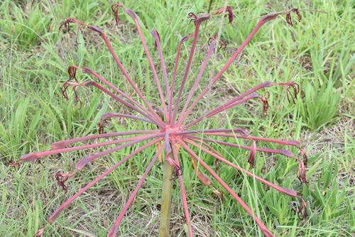 Brunsvigia litoralis
