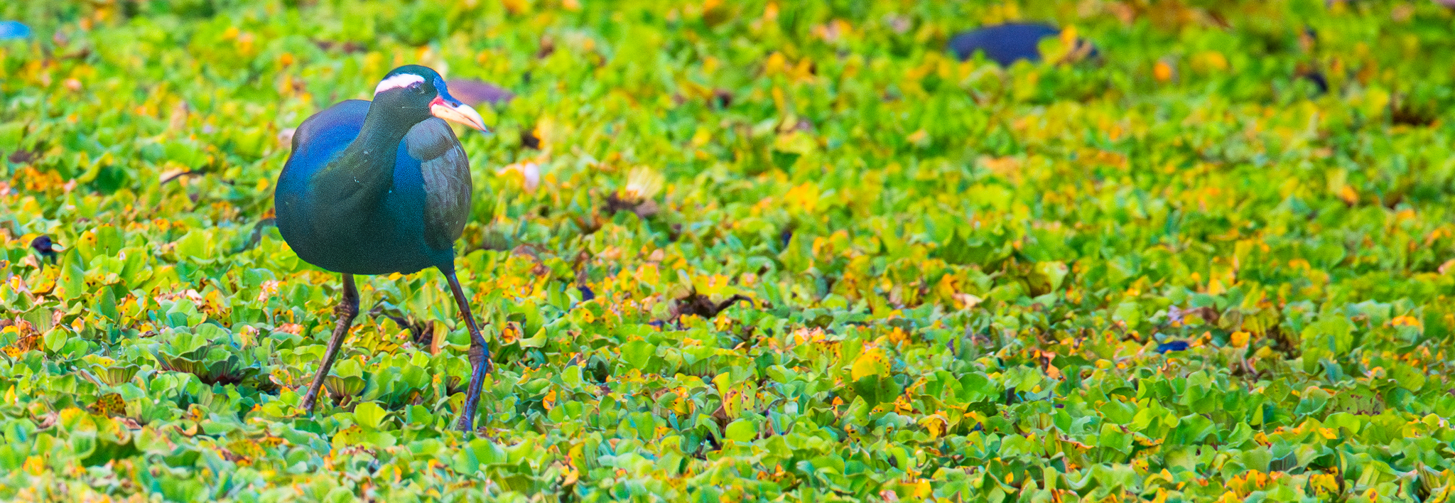 Bronze-winged Jacana (Metopidius indicus), photo 5
