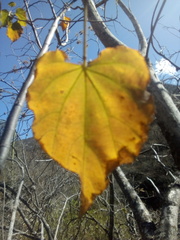 Robinsonella cordata