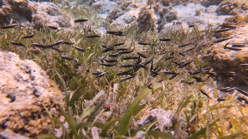 Plotosus lineatus