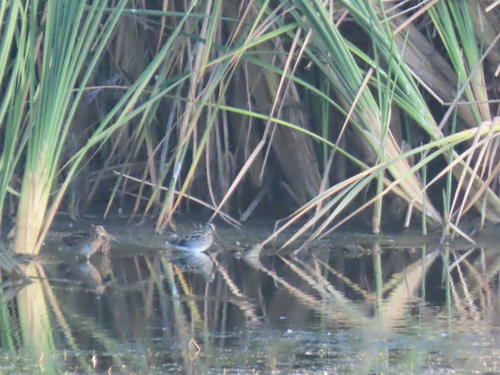 iNaturalist: (c) Nicolaas Myburgh, some rights reserved (CC BY-NC), uploaded by Nicolaas Myburgh iNaturalist image