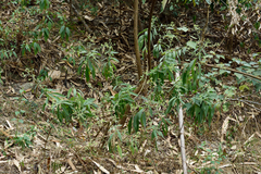 Blumea balsamifera