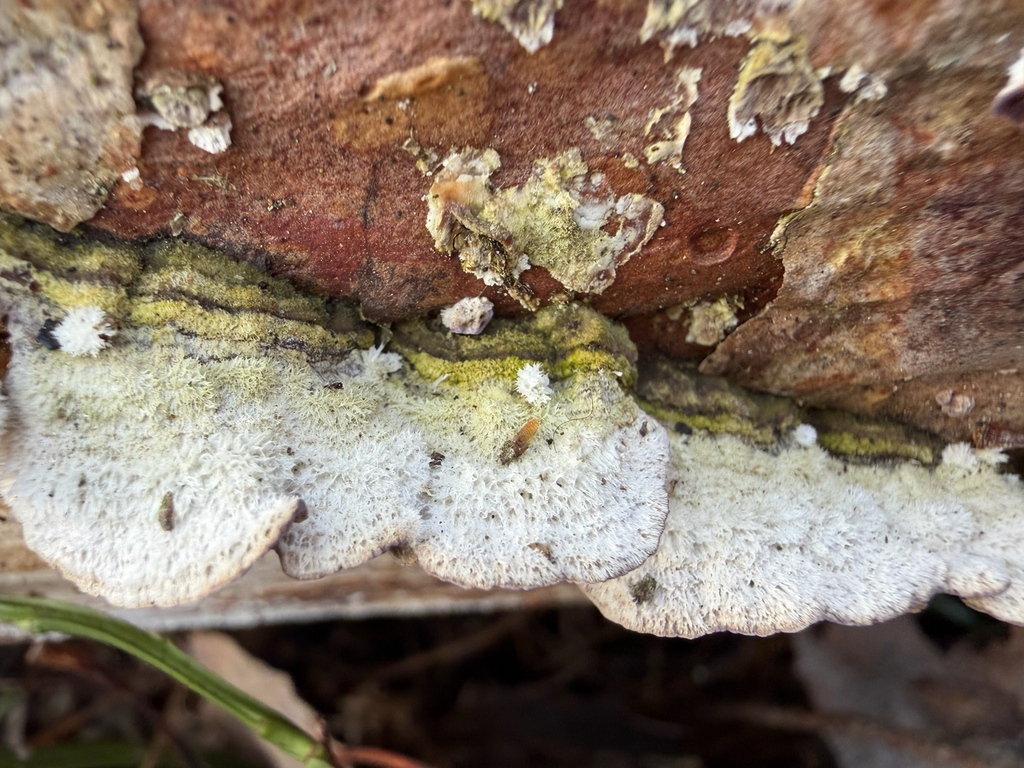 Trichaptum abietinum · March 2026 · photo: © t-mu (iNaturalist, cc-by)