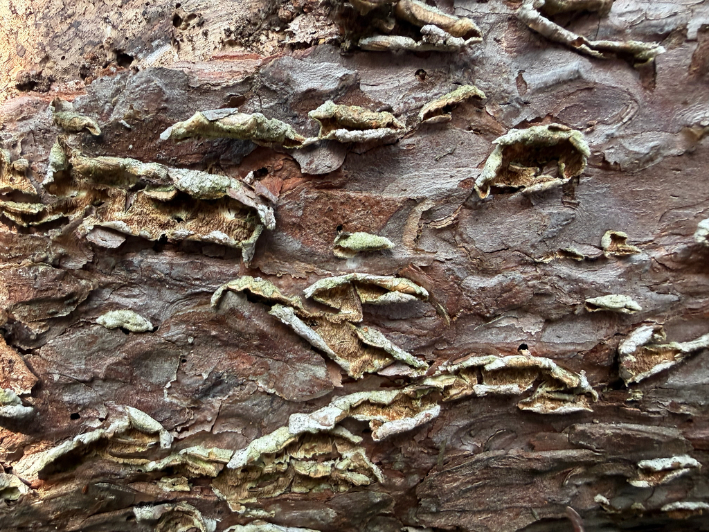 Trichaptum abietinum · March 2026 · photo: © t-mu (iNaturalist, cc-by)