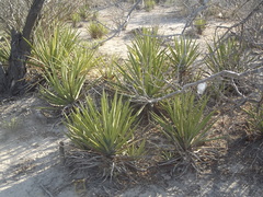 Agave datylio