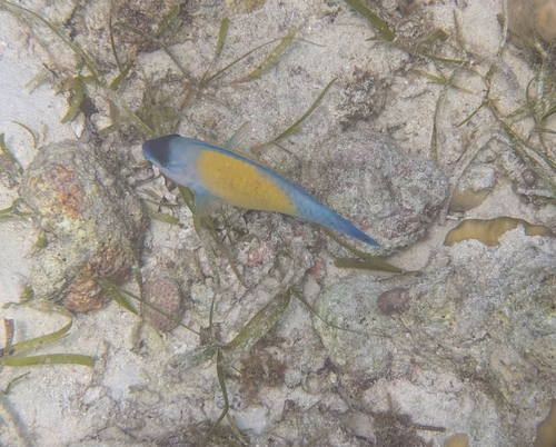 Scarus psittacus