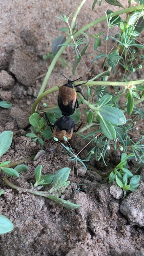 Coridius viduatus