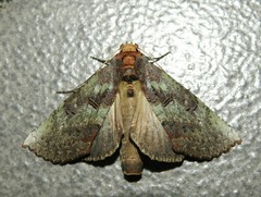 Elymiotis notodontoides