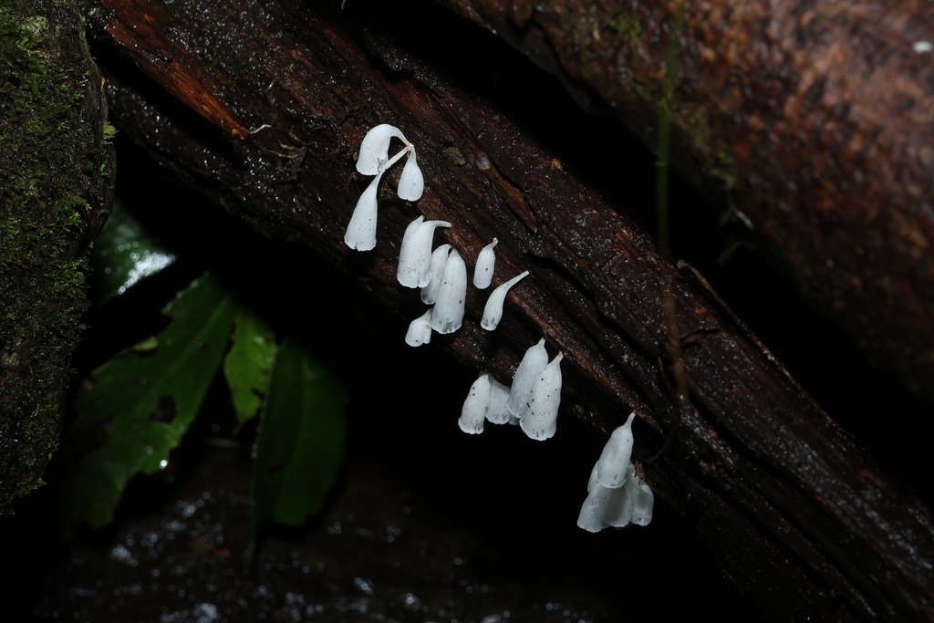 Calyptella longipes · March 2026 · photo: © gregtasney (iNaturalist, cc-by-sa)